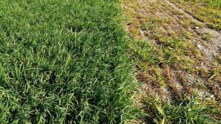 Les pyréthrinoïdes couvrent un large spectre de cultures et d’insectes nuisibles, par exemple sur orge d’hiver pour lutter contre les pucerons d’automne, vecteurs de la jaunisse nanisante de l’orge. Sur cette photo, un essai mené par Arvalis, sur un semis précoce en octobre 2019 : à gauche, deux applications de lambda-cyhalothrine, à droite, témoin sans insecticide.